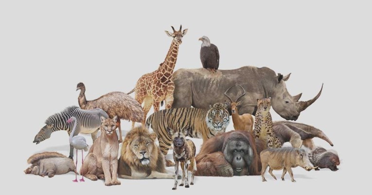 Ukupna težina divljih kopnenih životinja na Zemlji manja od 10 posto težine ljudi