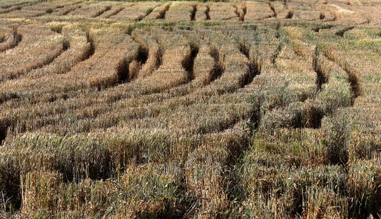 Rumunjska očekuje ogromno smanjenje u proizvodnji pšenice