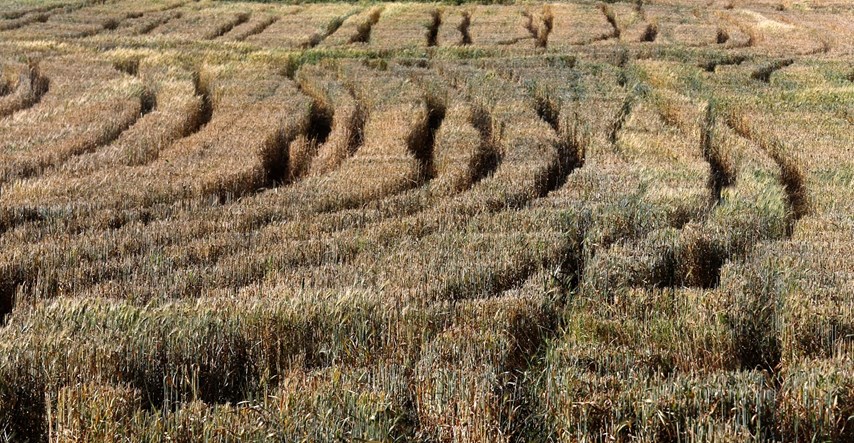 Rumunjska očekuje ogromno smanjenje u proizvodnji pšenice