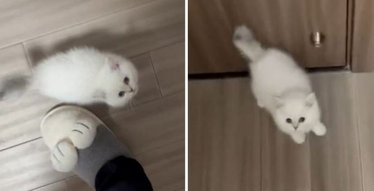 Vlasnik snimio što mačka radi kad ga vidi kako odlazi na posao, prizor je presladak