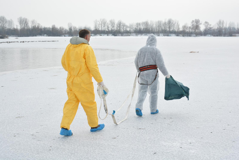 Na jezerima kod Koprivnice uginuli labudovi. Građanima poslano upozorenje