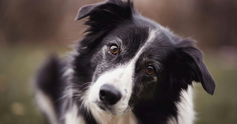 Pas koji ne trpi nepravdu i zna kad ste loše volje