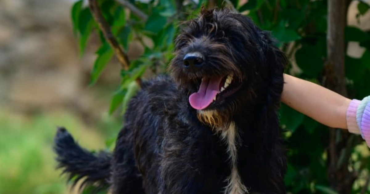 Dvije godine samoće: Frida strpljivo čeka dom, a još nitko nije ni nazvao za nju
