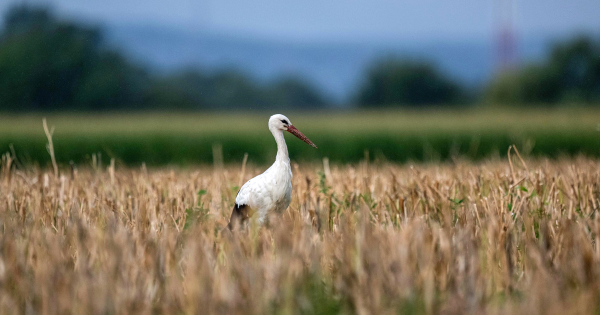 Stotine uginulih roda kod Madrida zbog širenja ptičje gripe