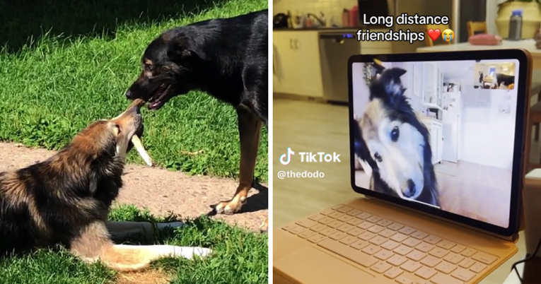 Ovi psi najbolji su prijatelji. Pričaju putem videopoziva i jedva čekaju da se vide