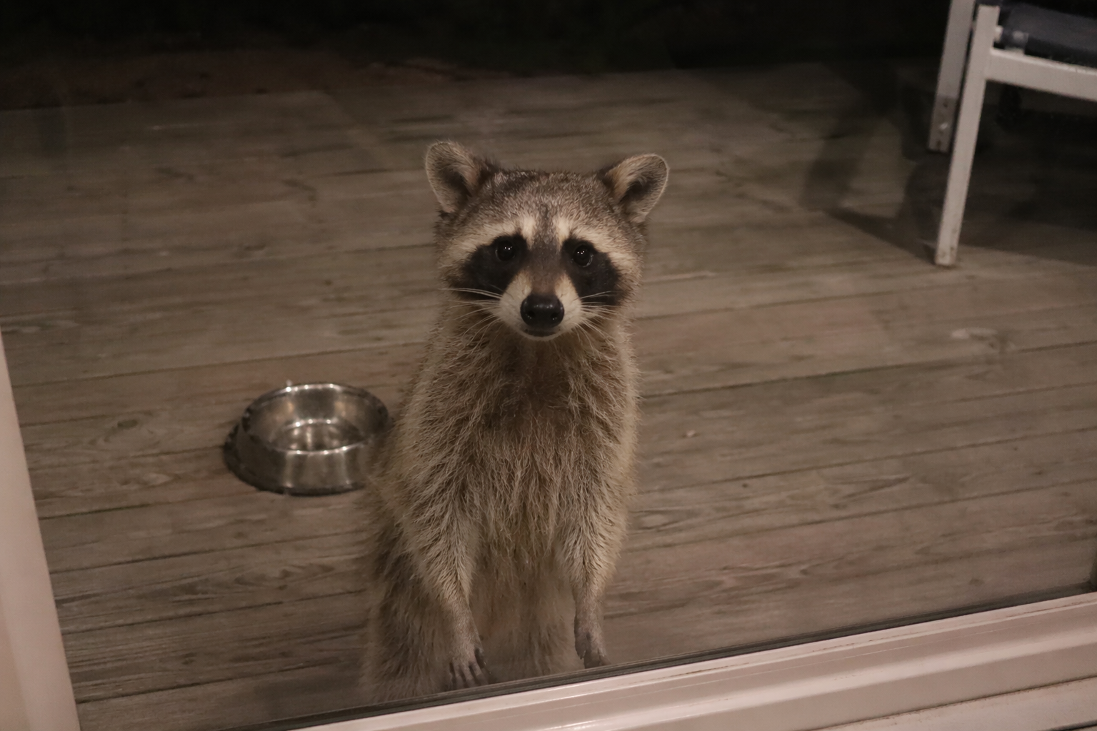 Rakun pozvonio na vrata jer je ostao bez večere