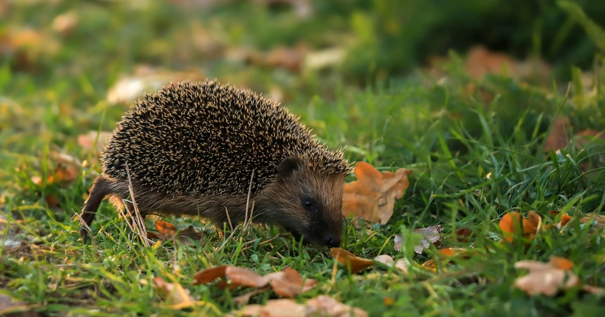 Ježevi će posjetiti vaš vrt ove zime ako napravite tri male promjene