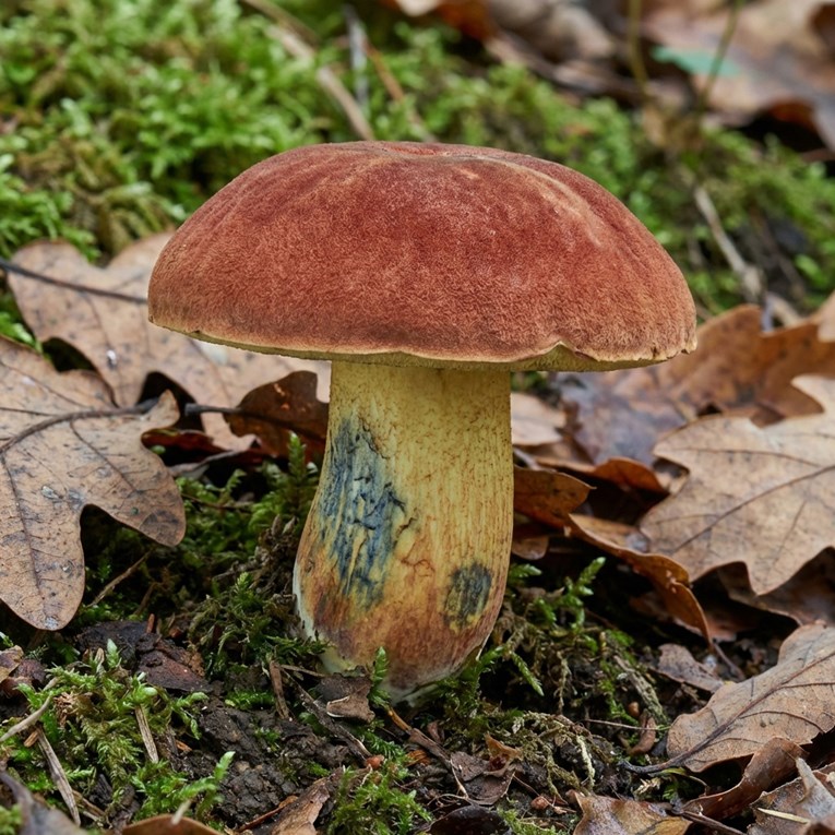 Znanstvenici istražuju gljivu koja navodno uzrokuje halucinacije o sićušnim ljudima