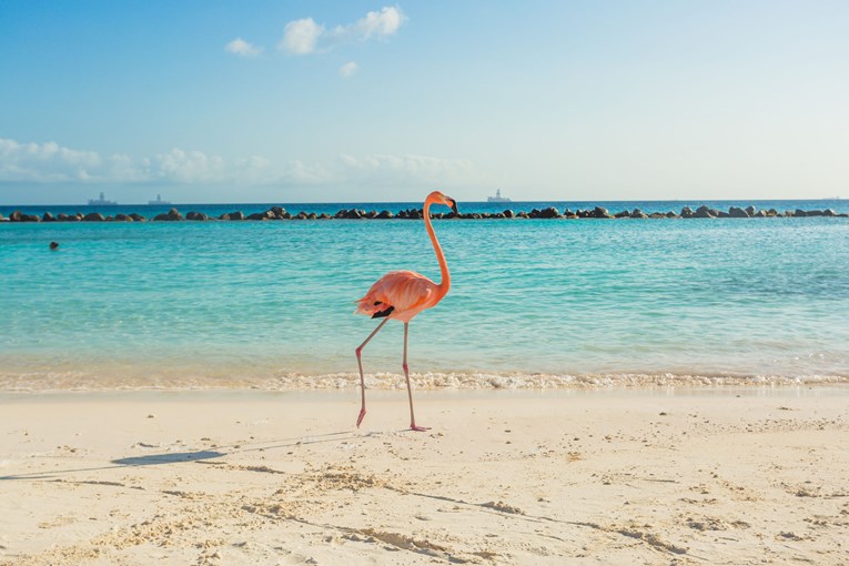 Preslatka flamingo beba koja pokušava stajati na jednoj nozi postala hit