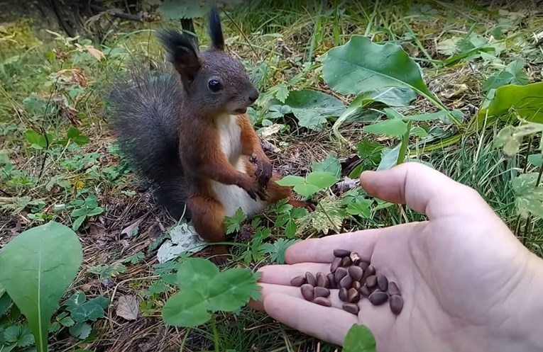 Ponudio hranu vjeverici u šumi, snimka postala hit zbog njezine reakcije