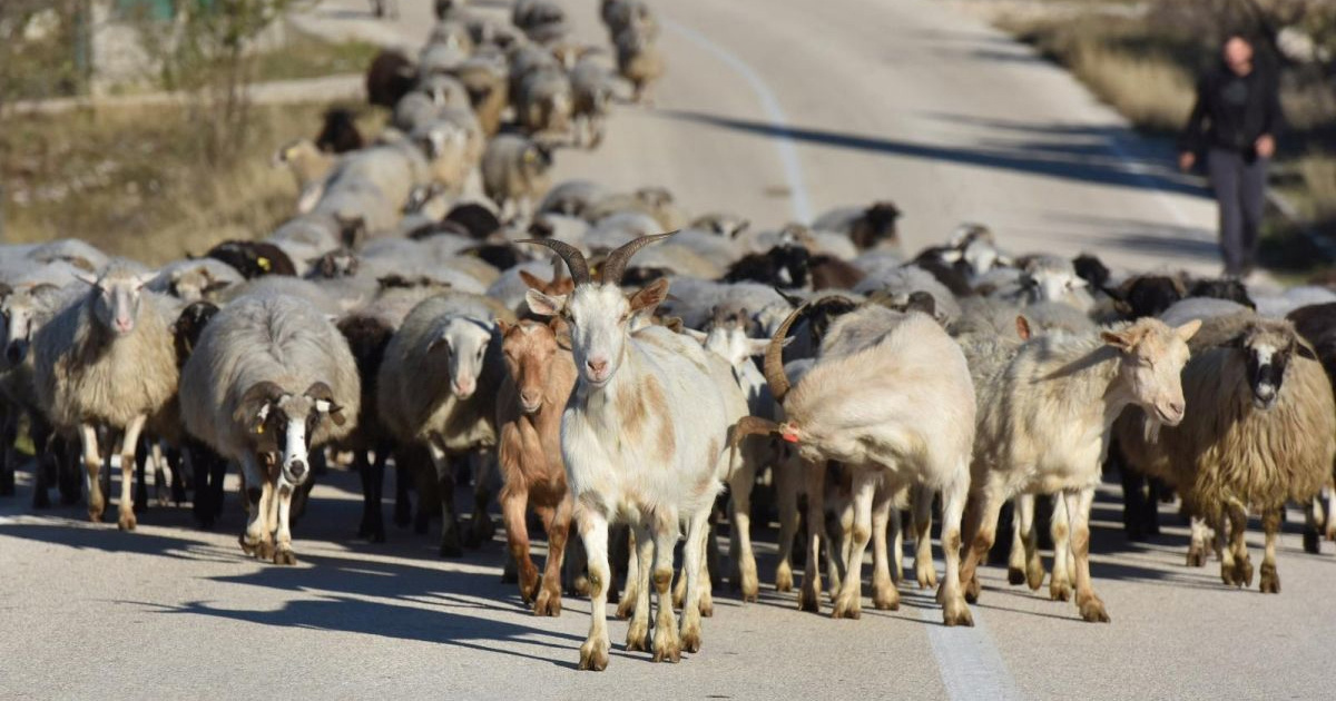 Uvode se stroge mjere protiv kuge malih preživača