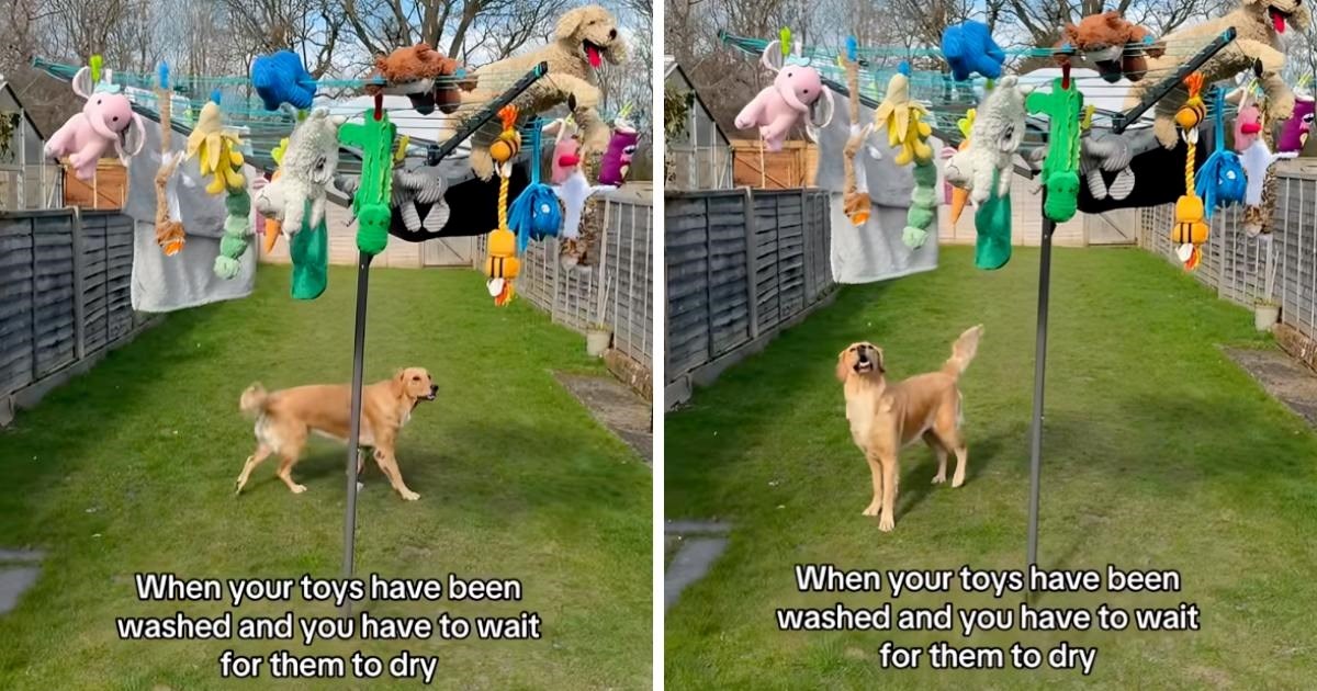 Zlatna retriverica ne zna što bi sa sobom dok joj se suše omiljene igračke