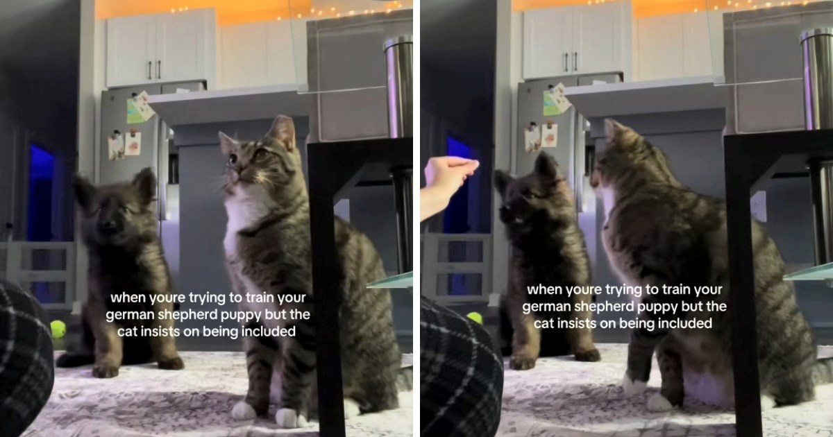 Ma&#x10D;ak se priklju&#x10D;io treningu &#x161;tenca i postao internetski hit