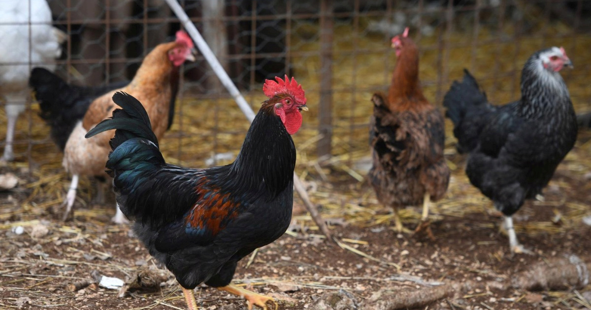 Njemačka prijavila pojavu ptičje gripe