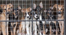 EU želi zaustaviti znanstvena istraživanja na životinjama