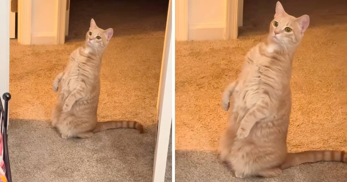 VIDEO Žena snimila što mačka radi svaki put kad vidi nešto što joj je neobično