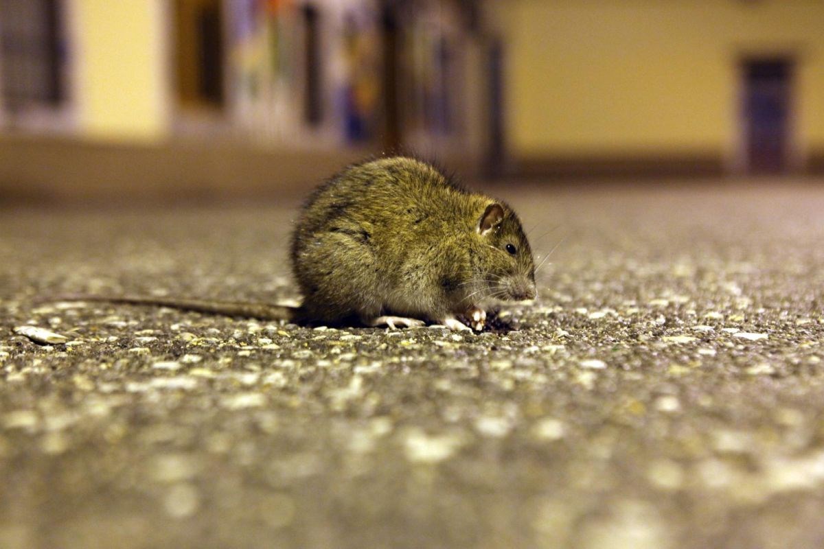 Štakor prenio hepatitis na čovjeka u Berlinu