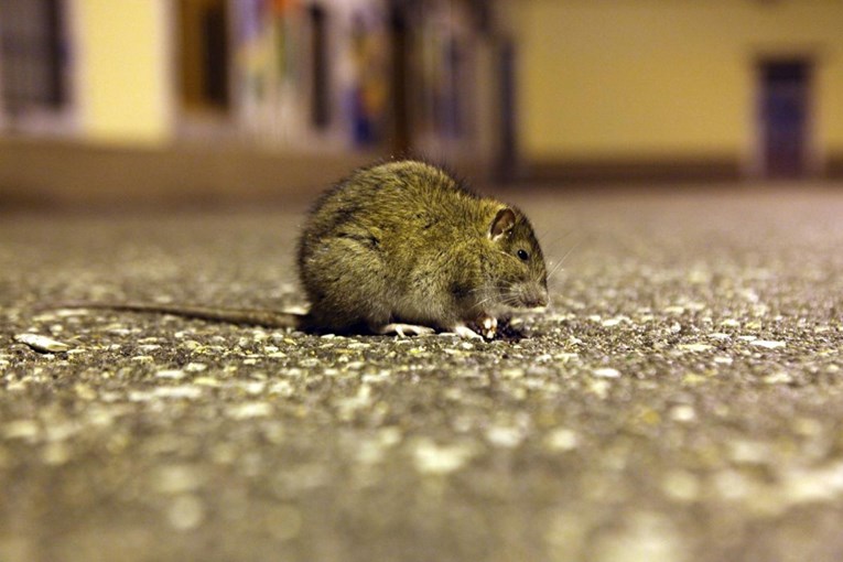 Štakor prenio hepatitis na čovjeka u Berlinu