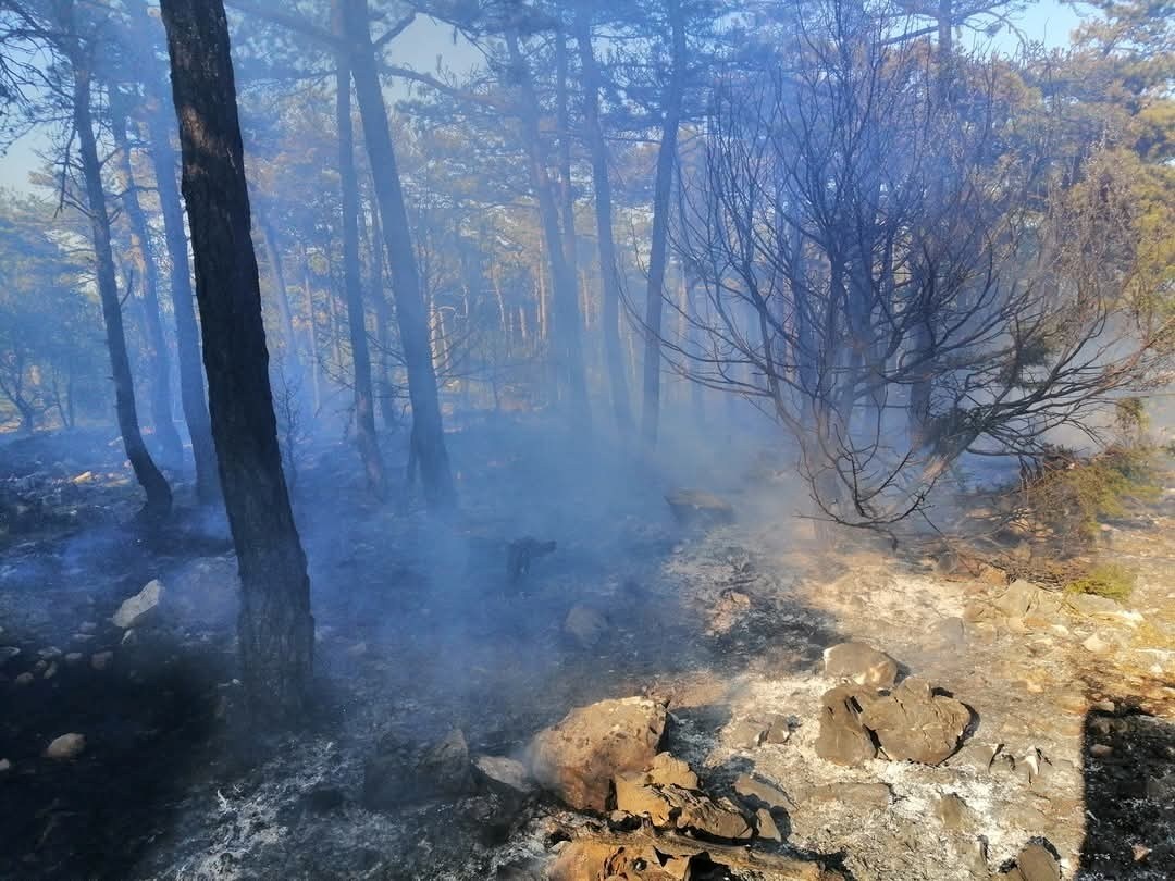 Na Cresu slavili pa raketom zapalili šumu. Vatrogasci: Nemojte koristiti pirotehniku