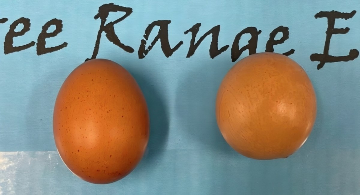 Jeste li ikad vidjeli ovako okruglo jaje? Prodano je na aukciji za više od 500 eura