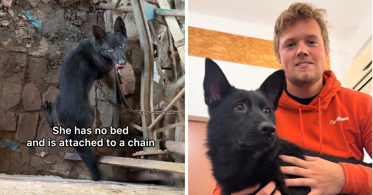 VIDEO Justus Reid spasio kujicu s lanca, sada joj traži novi dom
