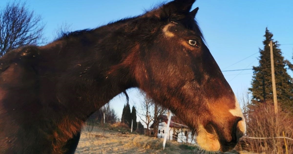 Zero treba našu pomoć: Zbog nemara bivših vlasnika ima ozbiljne dentalne probleme