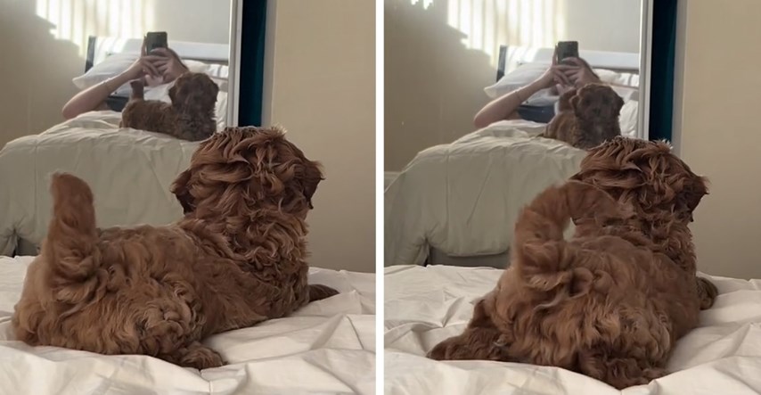 Maleni psić ima urnebesnu reakciju kad se vidi u ogledalu, video je oduševio ljude