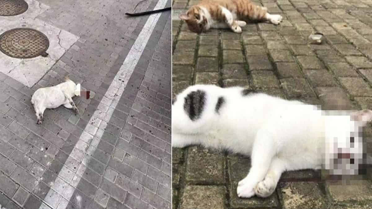 UZNEMIRUJUĆE U Kini zbog koronavirusa vlasnici bacaju ljubimce kroz prozor?