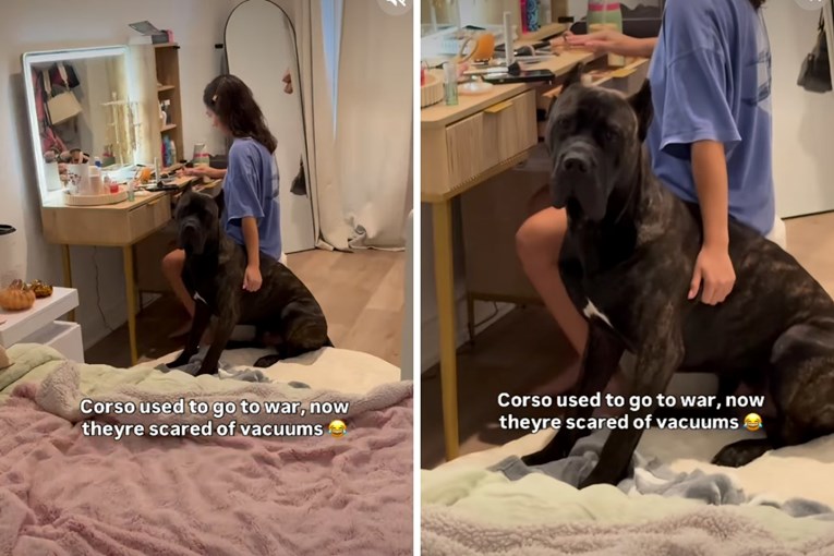 Cane Corso: Nekad ratni pas, danas se boji usisavača