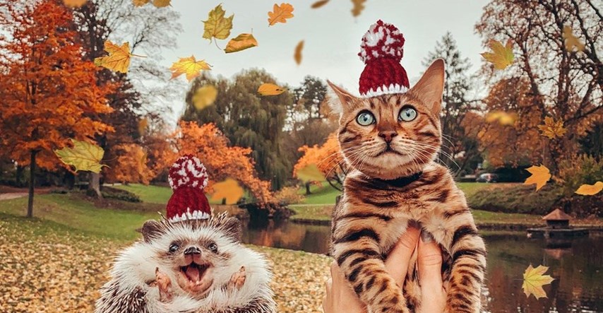 Neobično prijateljstvo mačke i ježa je hit, njihove avanture prate dva milijuna ljudi
