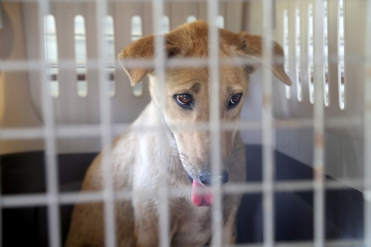 Nevjerojatni izgovori vlasnika koji su napustili svoje pse