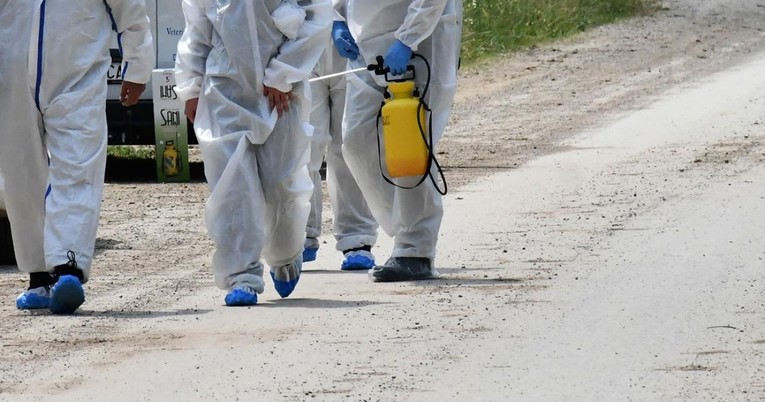 U Srbiji zbog afričke svinjske kuge eutanazirano oko 20.000 svinja