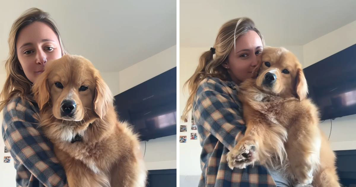 Udomljeni mješanac korgija i retrivera osvojio internet