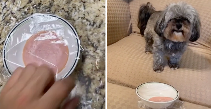 Pas je poludio kad mu je vlasnik dao posudu s hranom prekrivenom plastičnom folijom