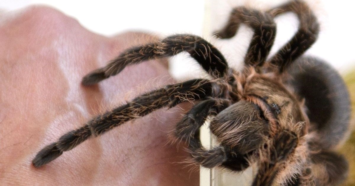 Pilota s teškom alergijom na pauke na letu za Španjolsku ugrizla tarantula
