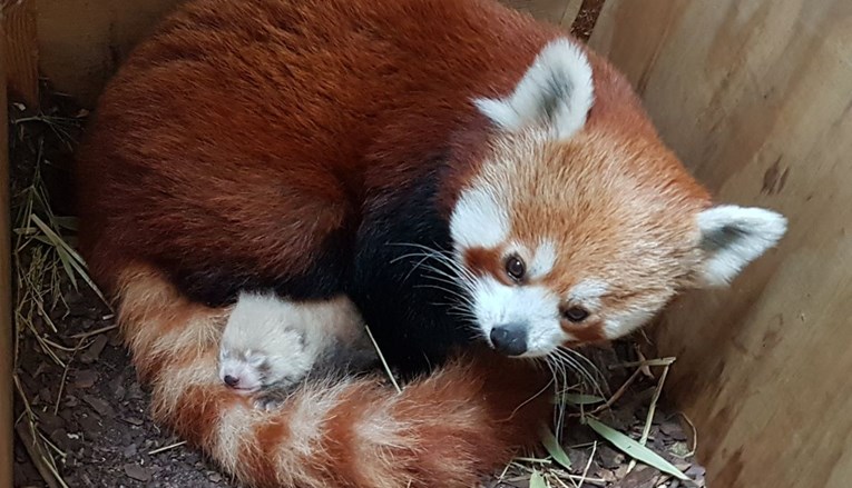 Rijetka crvena panda došla na svijet u njemačkom zoološkom vrtu