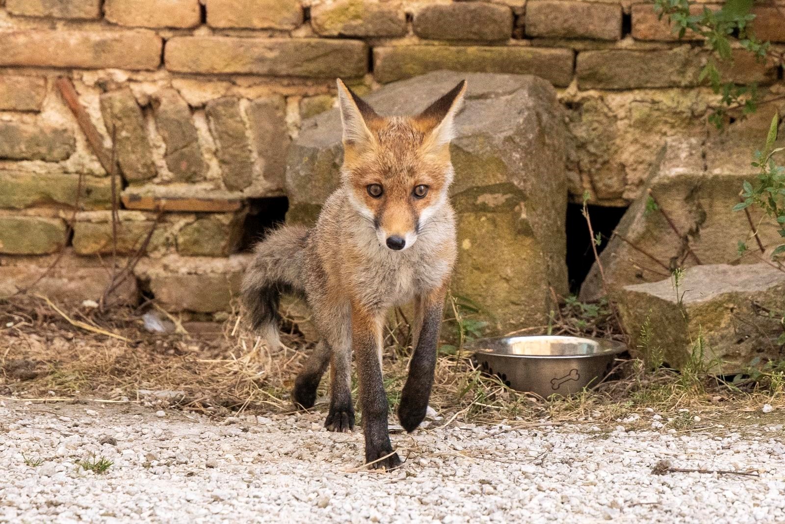 Mala lisica svoj dom pronašla kod pulskog Kaštela, ljudi joj uopće ne smetaju