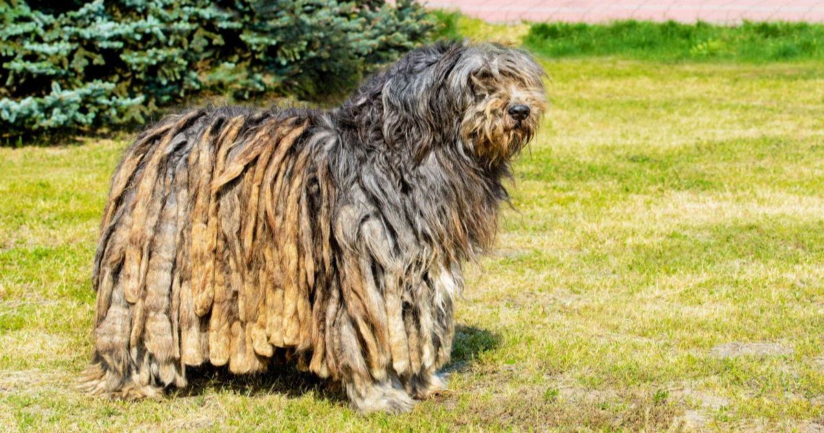 Pasmina psa s najzahtjevnijom njegom dlake, prema veterinarki