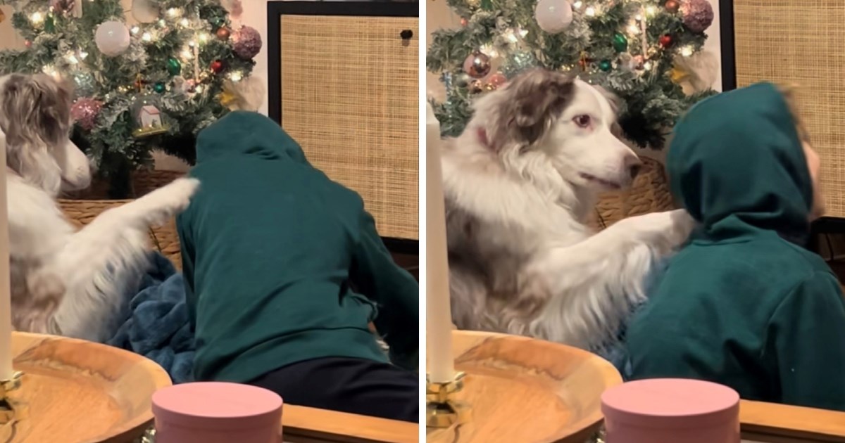 Preslatki pas uporno traži pažnju od djevojčice, snimka je postala viralna