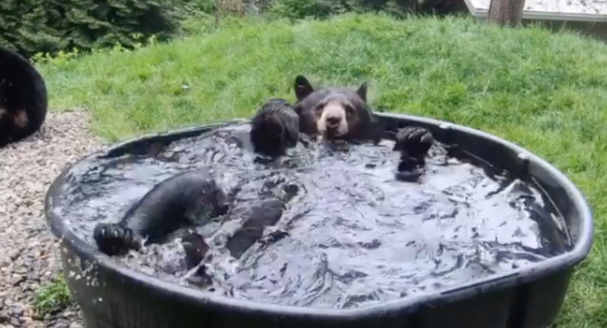 Medo težak 180 kilograma uronio u ogromnu kadu i razveselio se kupanju kao dijete