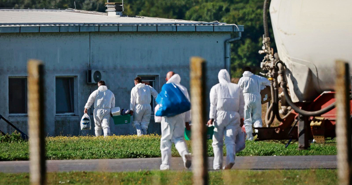 U Slavoniji će biti ubijeno gotovo 12.000 svinja. Farmu čuvaju policija i zaštitari