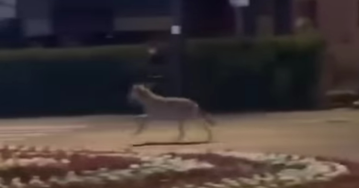 U centru Stubičkih Toplica snimljen vuk? Pogledajte video