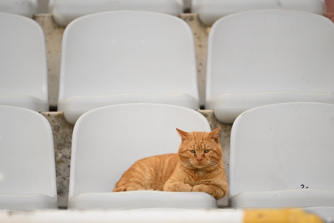 Utakmicu Hajduka i Posušja s tribine pratila - mačka. Na kraju je zadrijemala