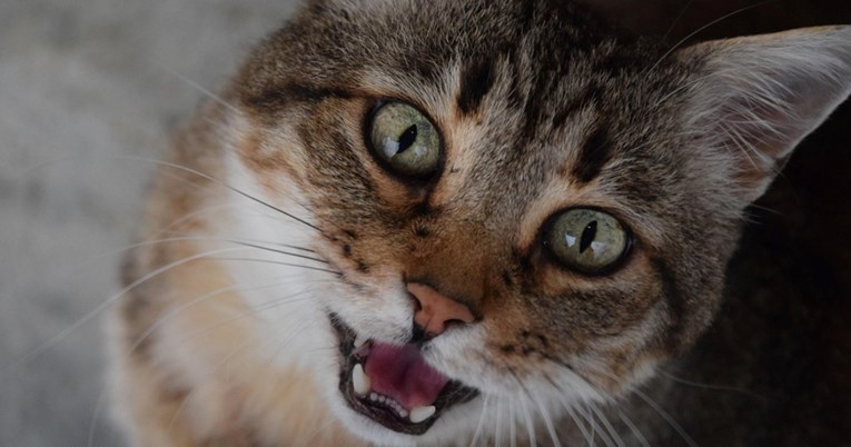 Govor mačjeg tijela: Znakovi koji otkrivaju njihove osjećaje