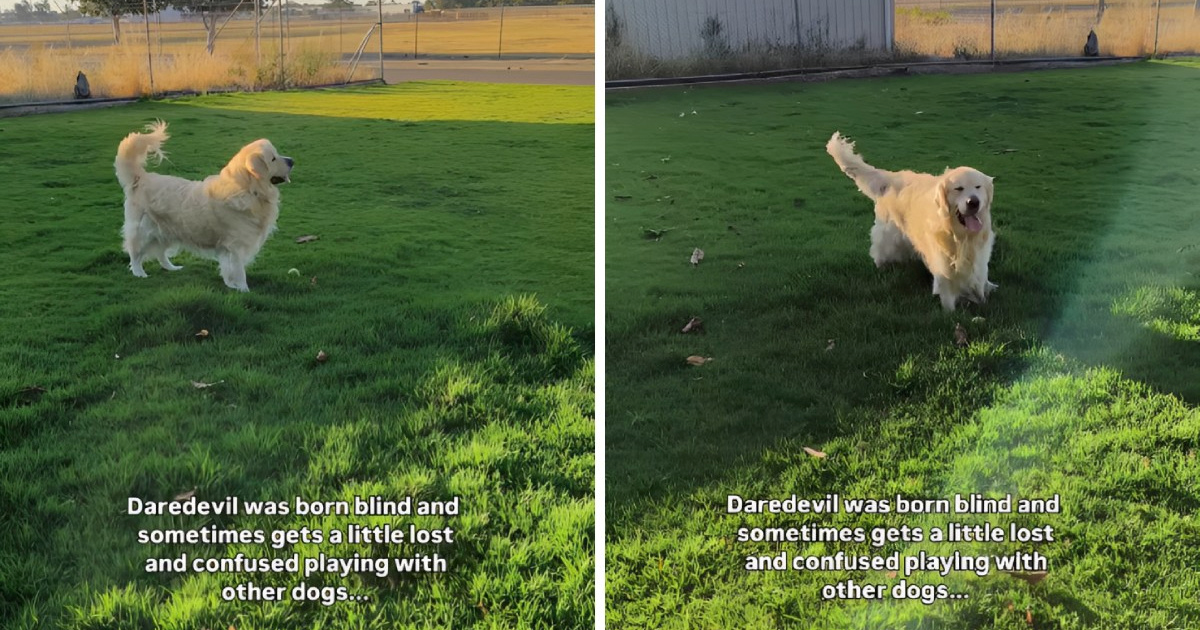 Slijepi pas koji ne prestaje mahati repom dirnuo tisuće, pogledajte video