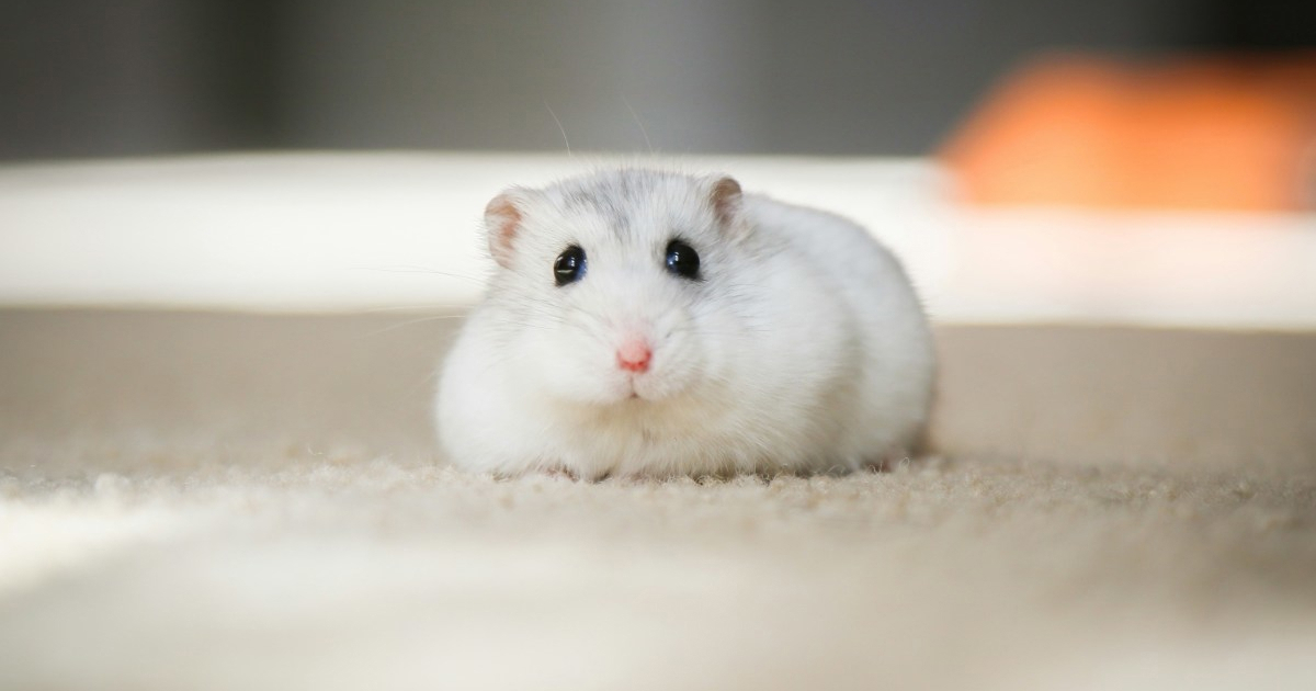 7 stvari koje morate znati prije nego što nabavite hrčka, prema veterinaru