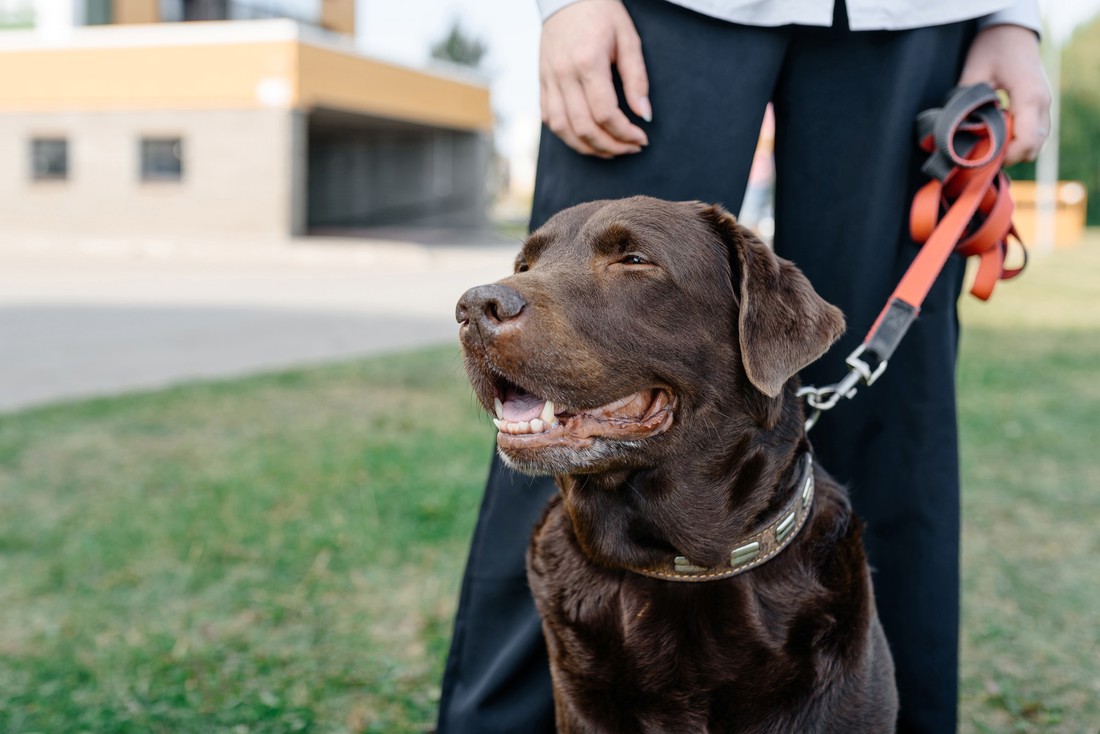 Razmišljate o labradoru? Veterinar upozorio na 4 stvari koje mnogi ne znaju