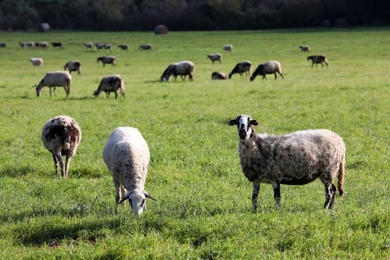 Kuga malih preživača i u Zadarskoj županiji. Usmrćeno 59 ovaca, 10 janjadi i 6 koza