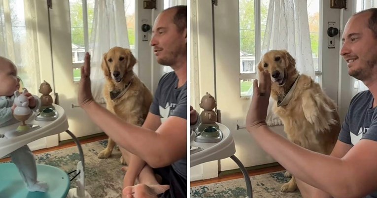 Otac učio bebu kako dati pet, ali retriverica je ukrala svu pažnju
