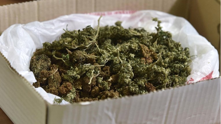 Kod Bjelovara u dvorištu kuće uzgajao marihuanu, policija mu iščupala 151 stabljiku